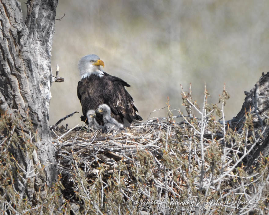 Mother and babies eagles