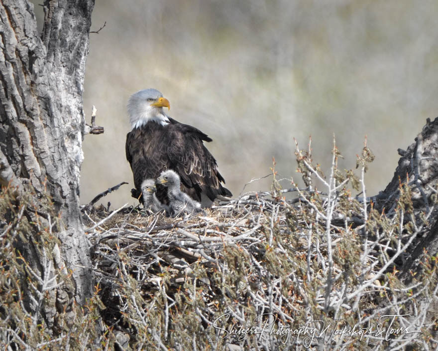 Mother and babies eagles 20180512 080350