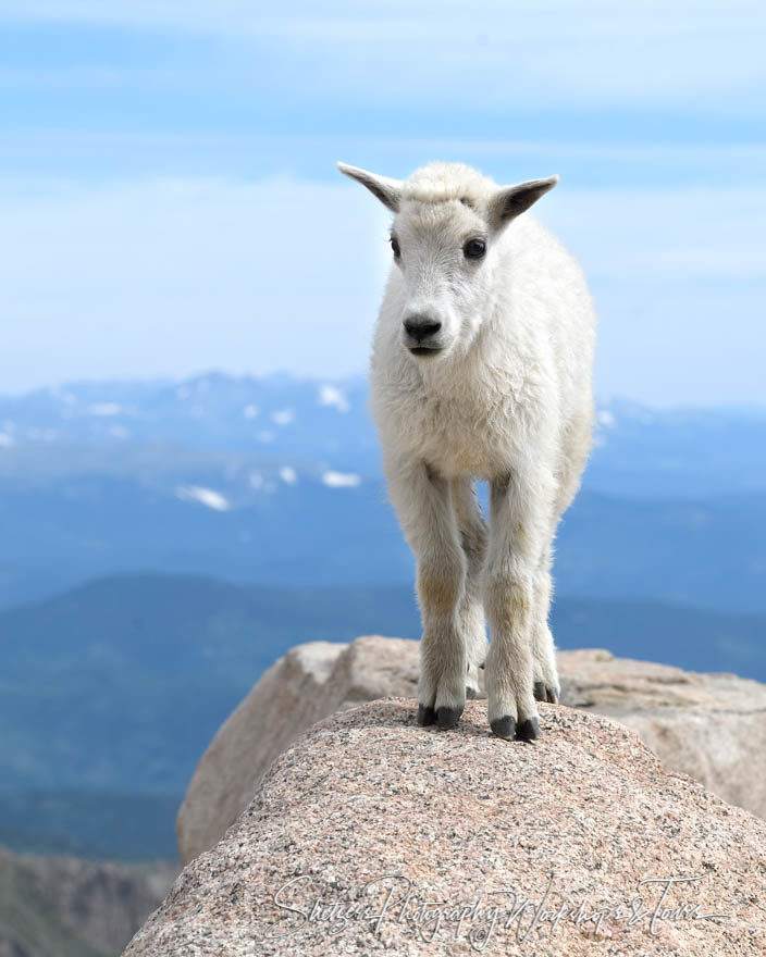 Mountain Goat Kid atop Mt. Evans, Colorado