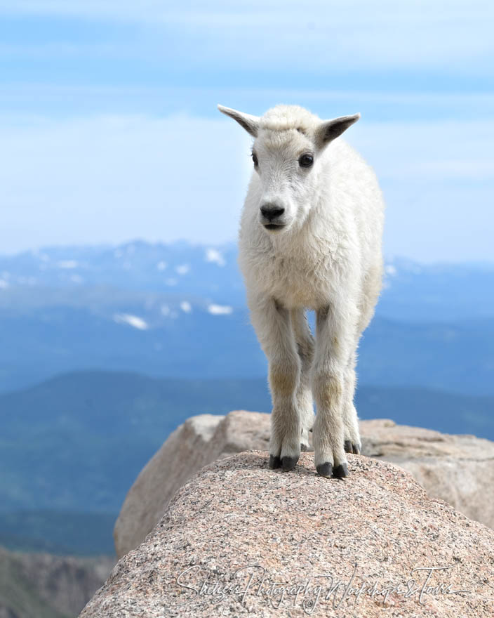 Mountain Goat Kid atop Mt. Evans Colorado 20170719 100302