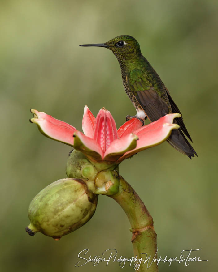 On the edge of a petal