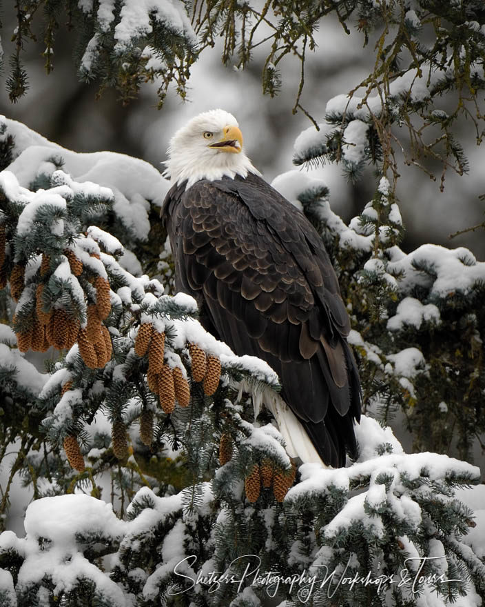 Perched in a snowy tree