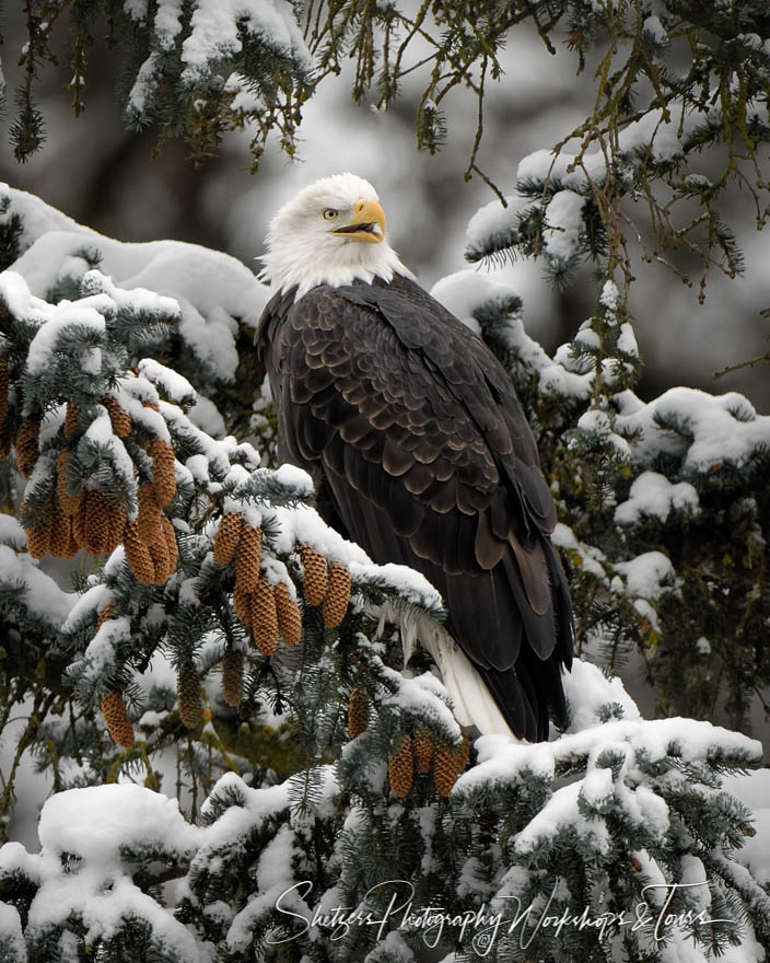 Perched in a snowy tree 20171124 120729