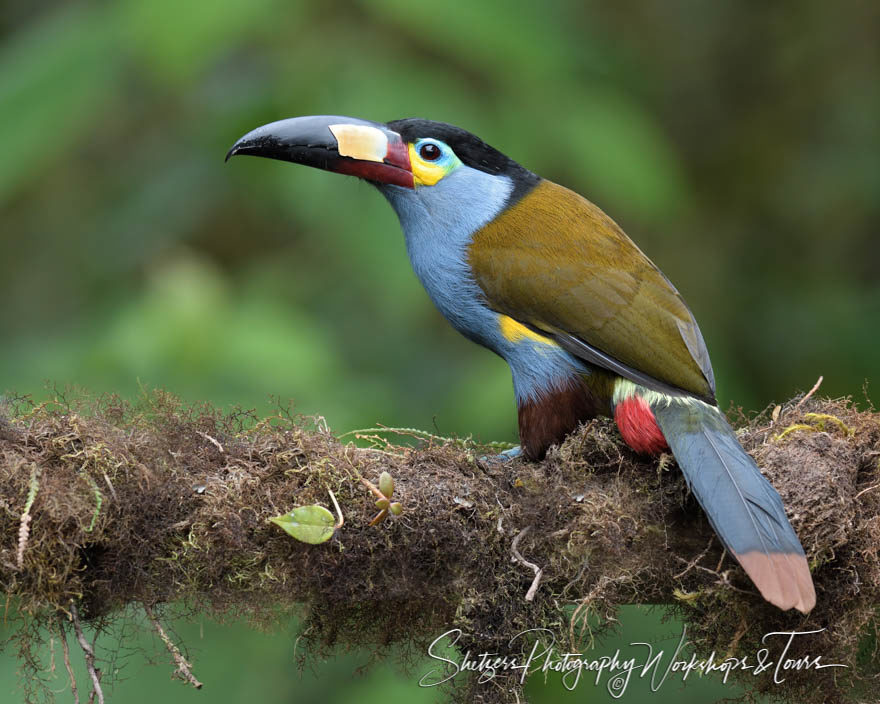 Plate-billed Mountain Toucan in a tree