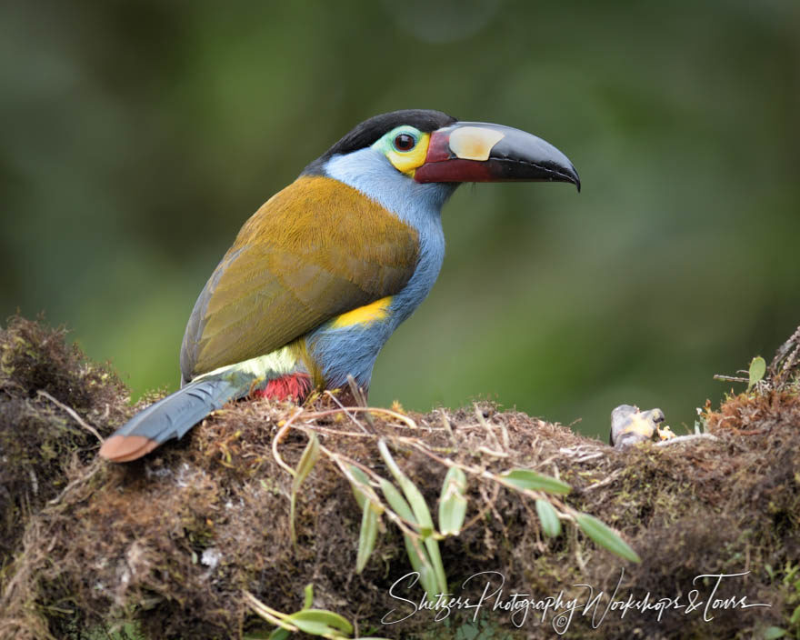 Plate-billed mountain toucan in Ecuador