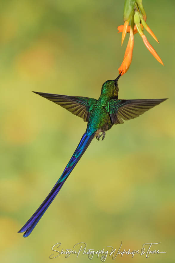 Portrait of Violet-tailed sylph