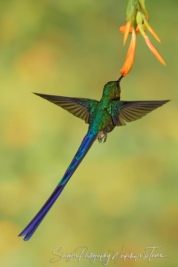 Portrait of Violet tailed sylph 20180517 125450