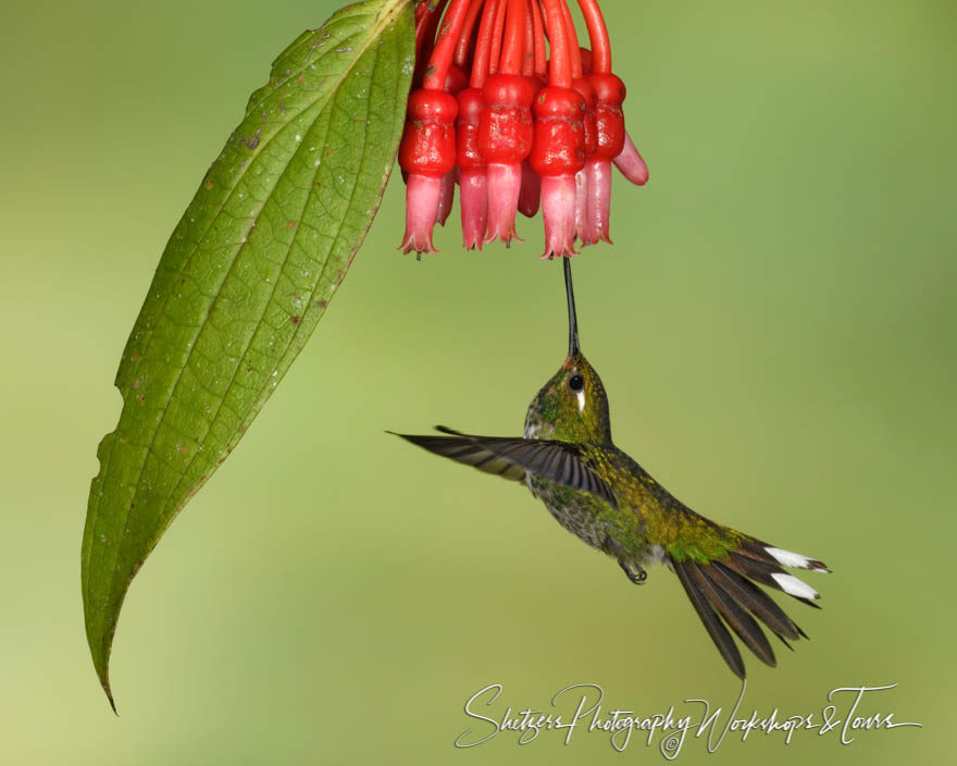 Purple-bibbed Whitetip Hummingbird