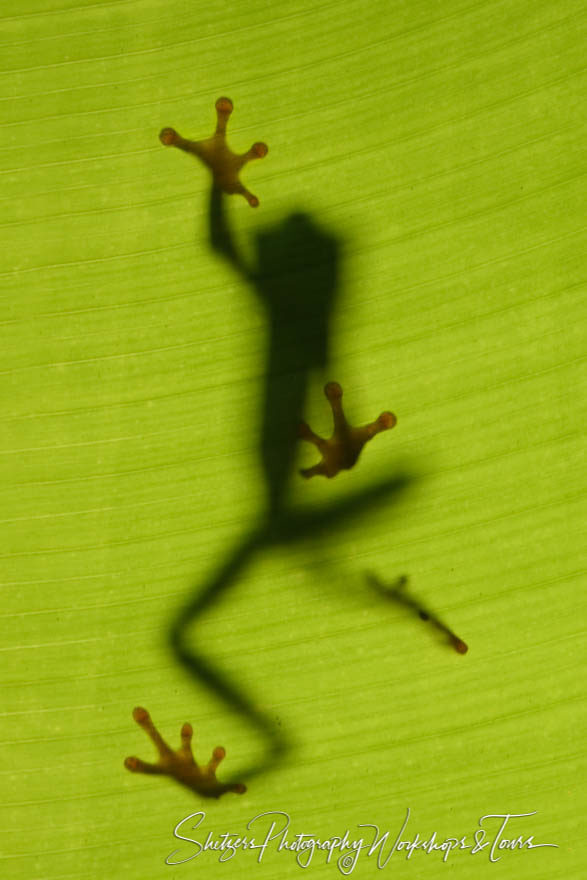 Red Eyed Tree Frog from under a leaf