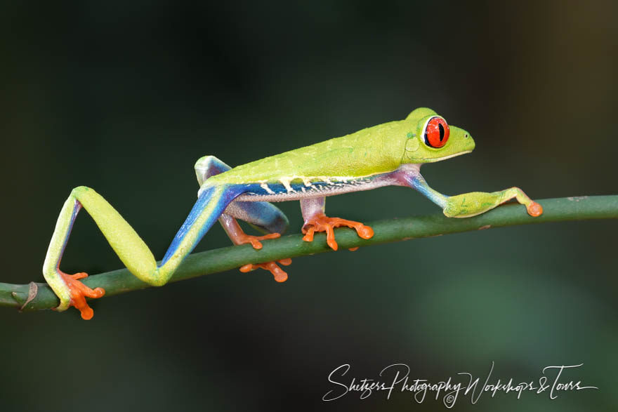 Red-Eyed Tree Frog on the move