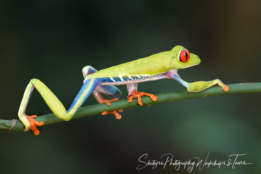 Red Eyed Tree Frog on the move 20180329 101348