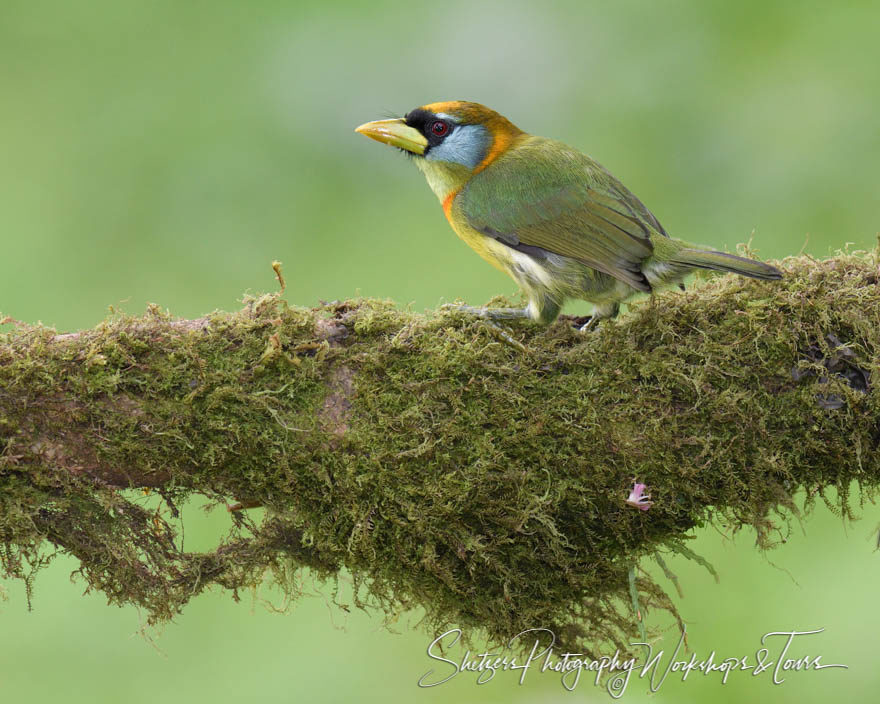 Red-headed barbet