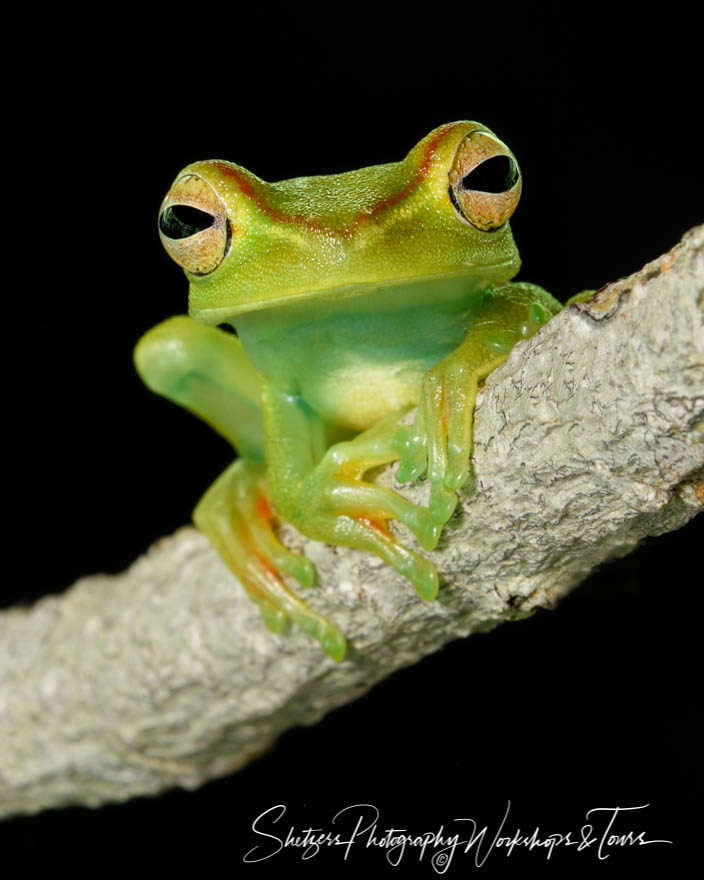 Red-webbed tree frog