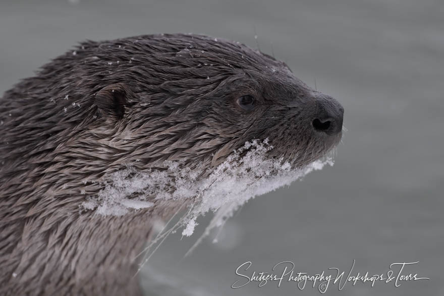 River otter in Alaska 20171110 100545