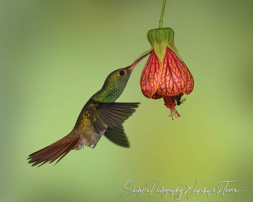 Rufous-tailed hummingbird with red flower