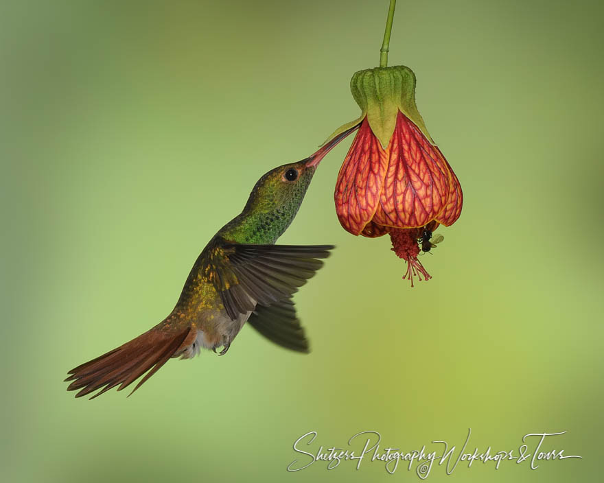 Rufous tailed hummingbird with red flower 20180518 070131
