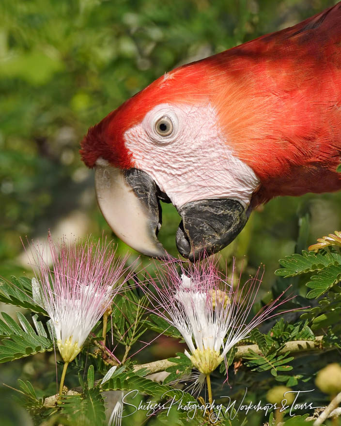 Scarlet macaw with flowers