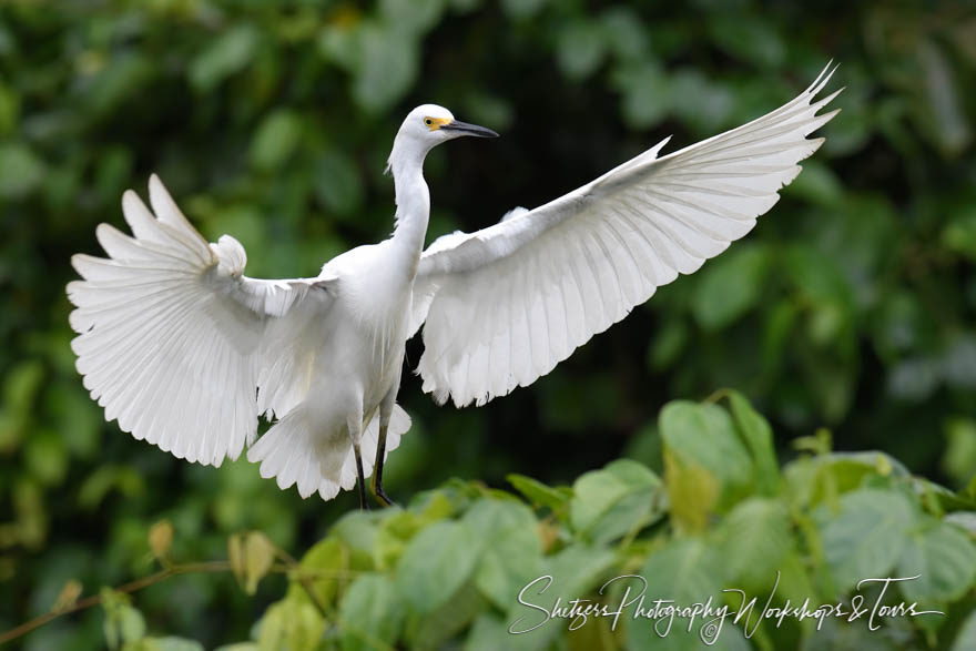 Snowy egret in flight