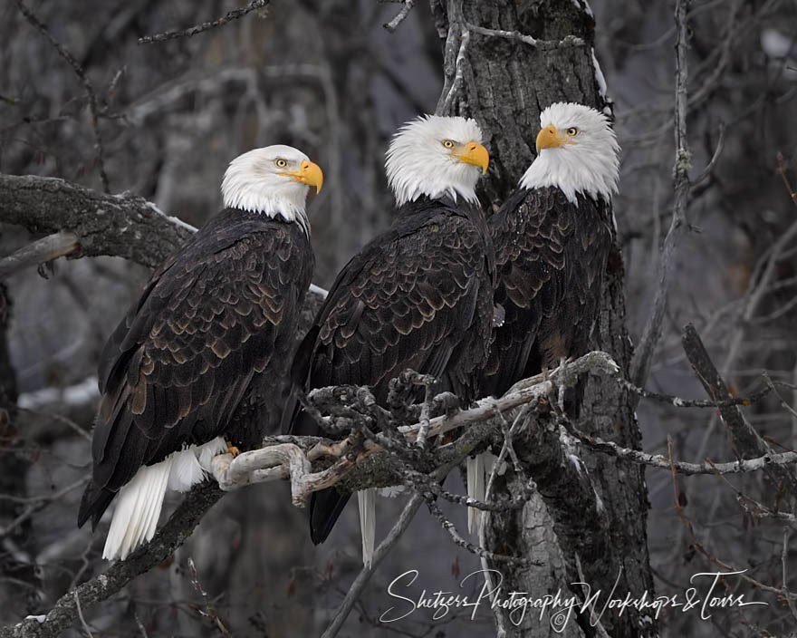 Three Amigo Bald Eagles