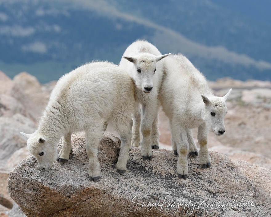 Three Baby mountain goats atop Mt. Evans