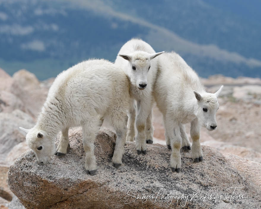 Three Baby mountain goats atop Mt. Evans 20170711 111812