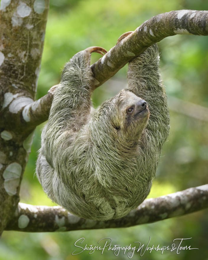 Three-fingered sloth