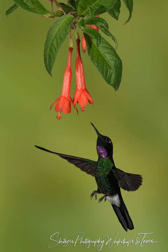 Tourmaline Sunangel Hummingbird with pink flower