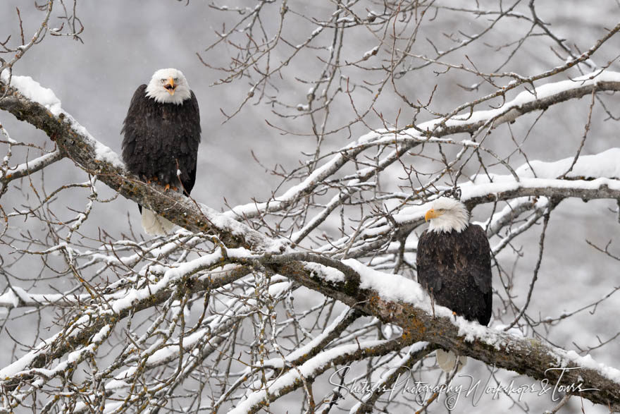 Two Bald Eagles on a snowy branch