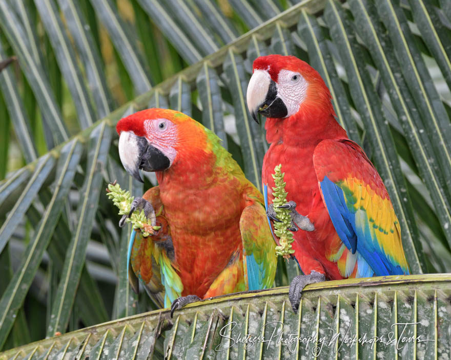 Two Scarlet Macaws