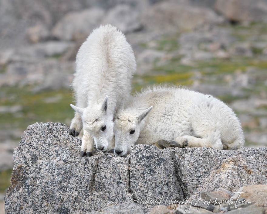 Two companions on a rock