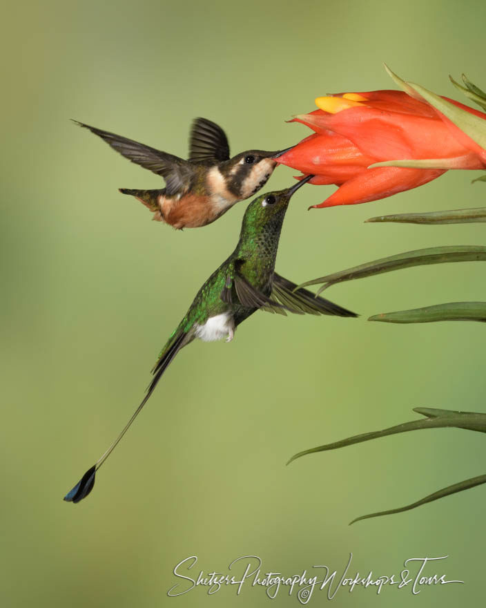 Two hummingbirds share a flower