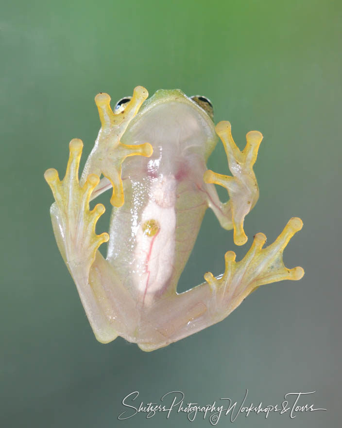 Underside of glass frog