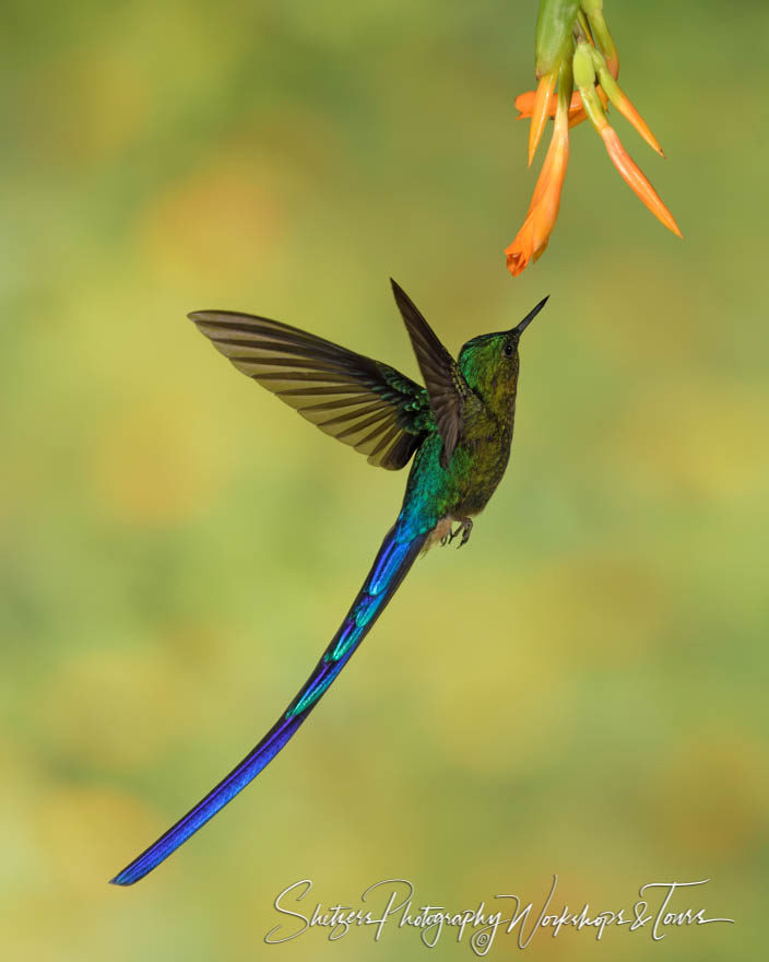 Violet-Sylph ready to drink from an orange flower