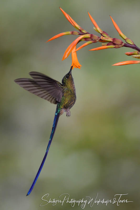 Violet-tailed Sylph hummingbird in Ecuador