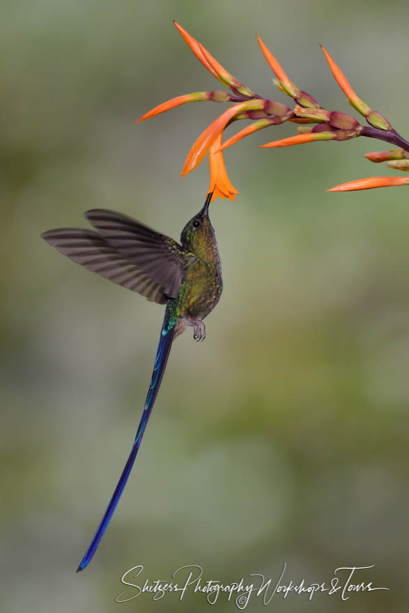 Violet tailed Sylph hummingbird in Ecuador 20170508 152410