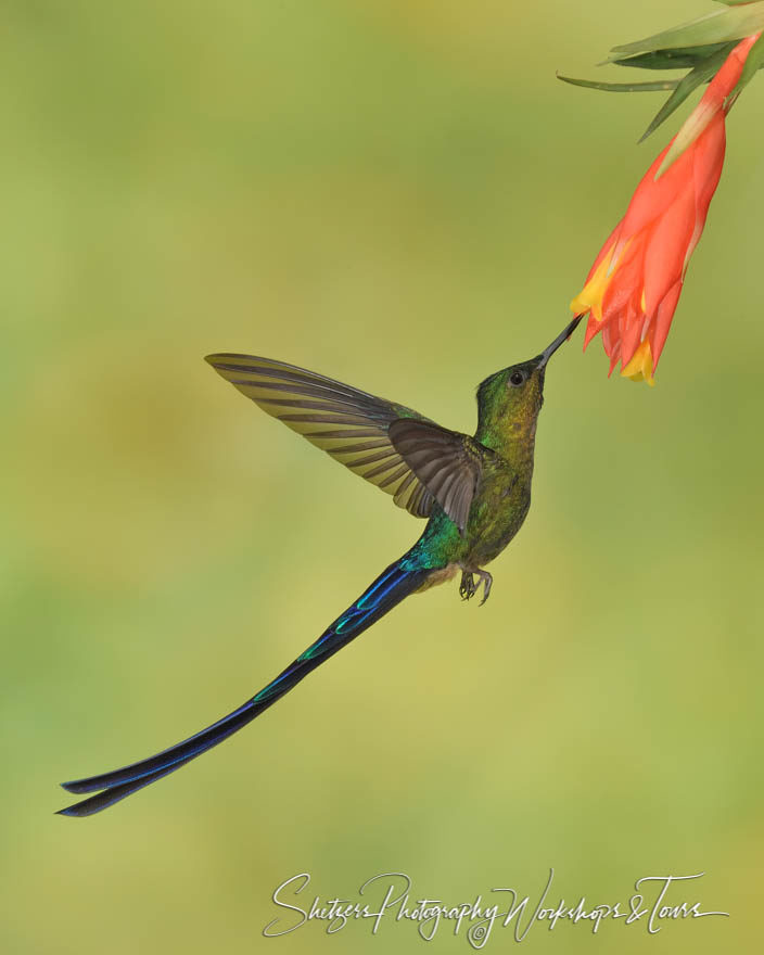 Violet-tailed Sylph with purple and blue tail feathers