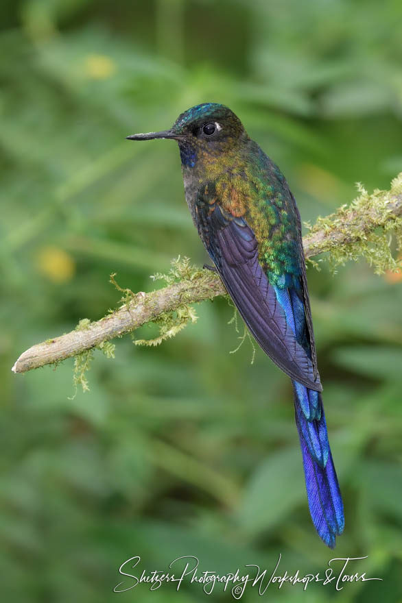 Violet-tailed sylph