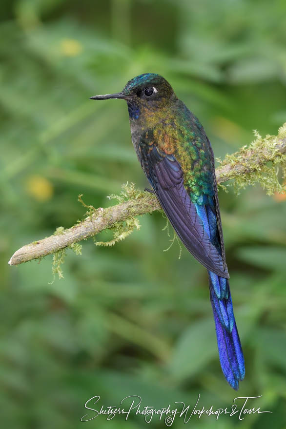 Violet tailed sylph 20180516 084758