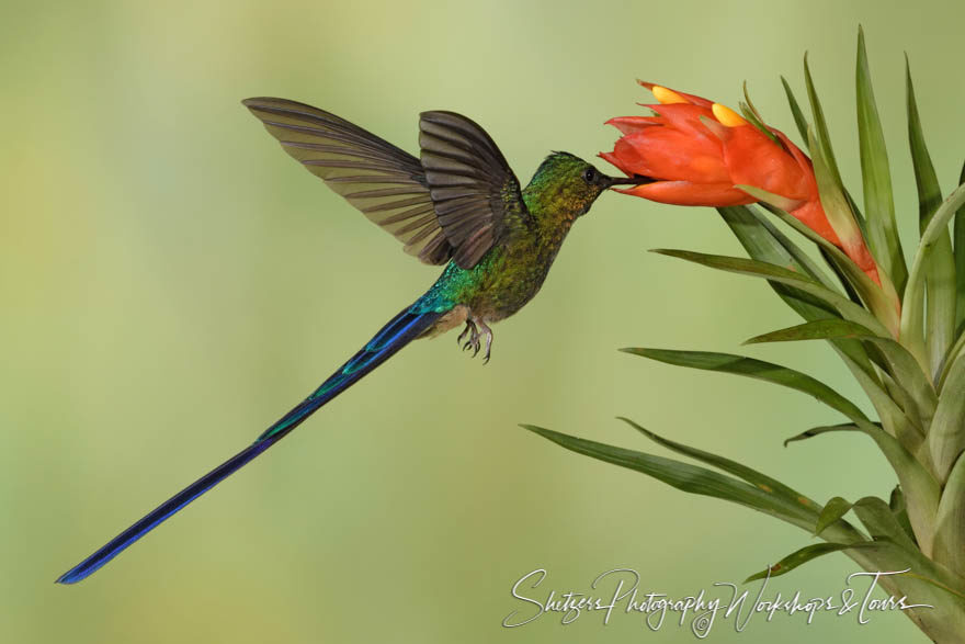 Violet-tailed sylph tail feather view