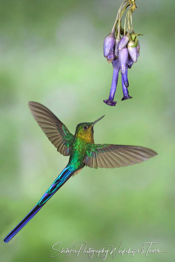 Violet-tailed sylph with violet flower