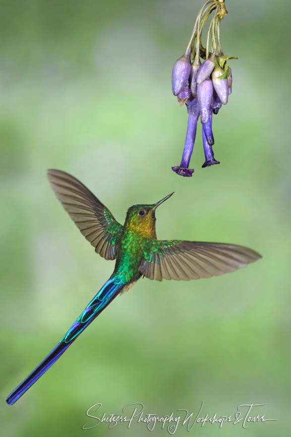 Violet tailed sylph with violet flower 20180517 160307