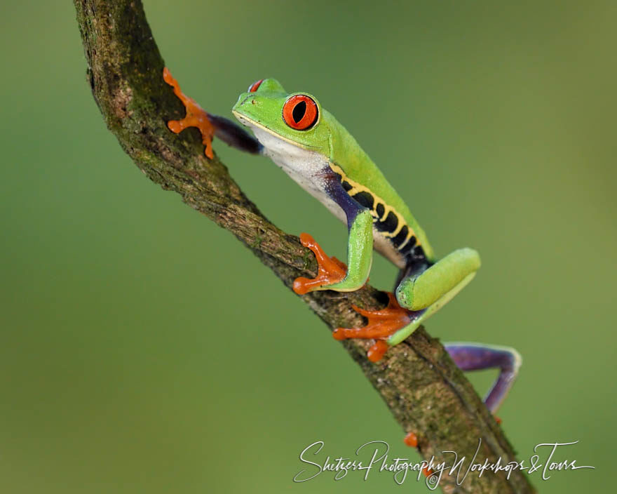 Waiting to catch an insect