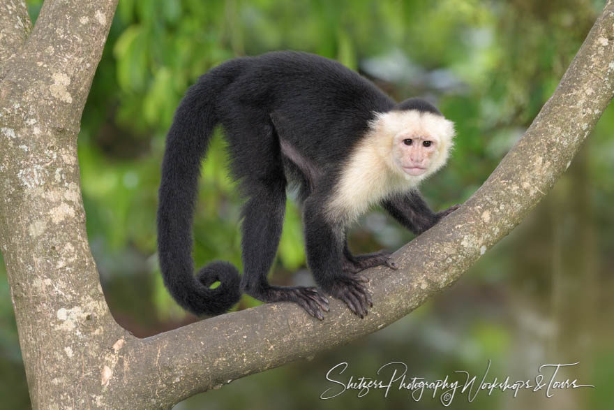 White-faced capuchin in a tree