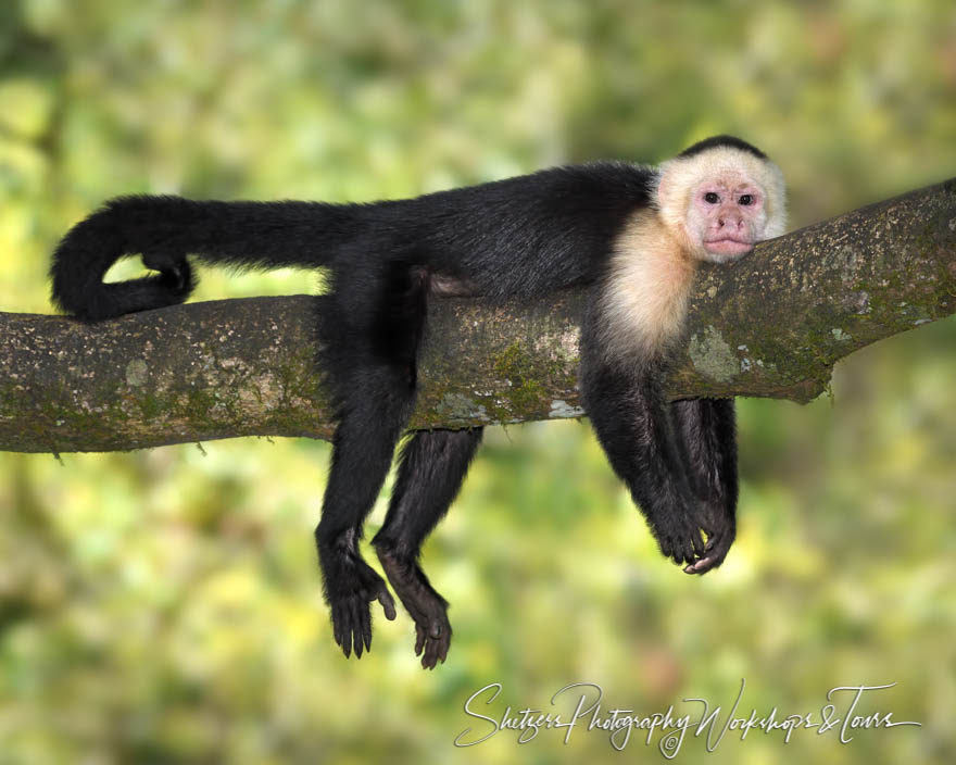 White-faced capuchin relaxing