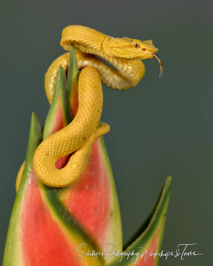 Yellow Eyelash Palm-pit viper