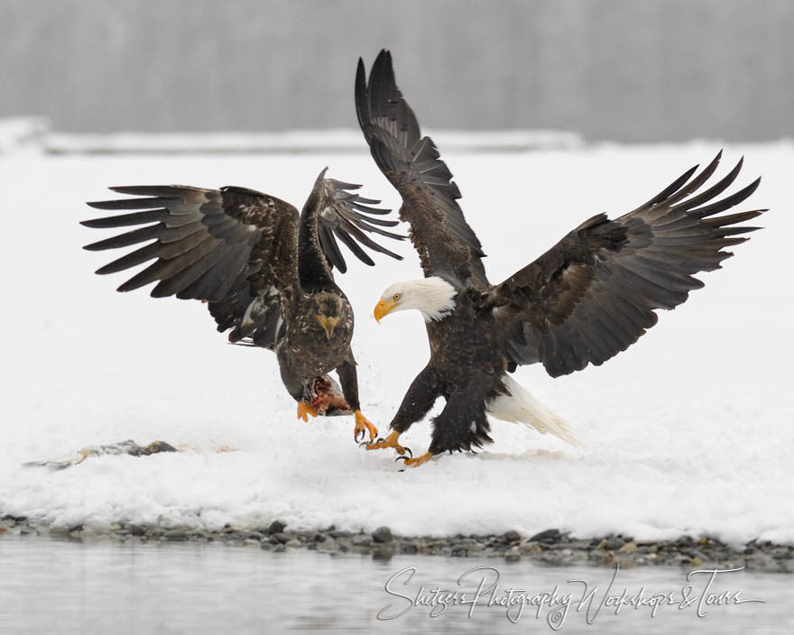 Adult and Juvenile Bald Eagles fight