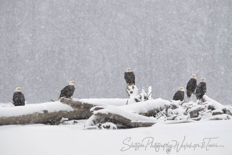 Alakan eagles gather in the snow