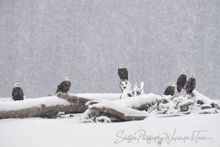 Alakan eagles gather in the snow 20181117 091848