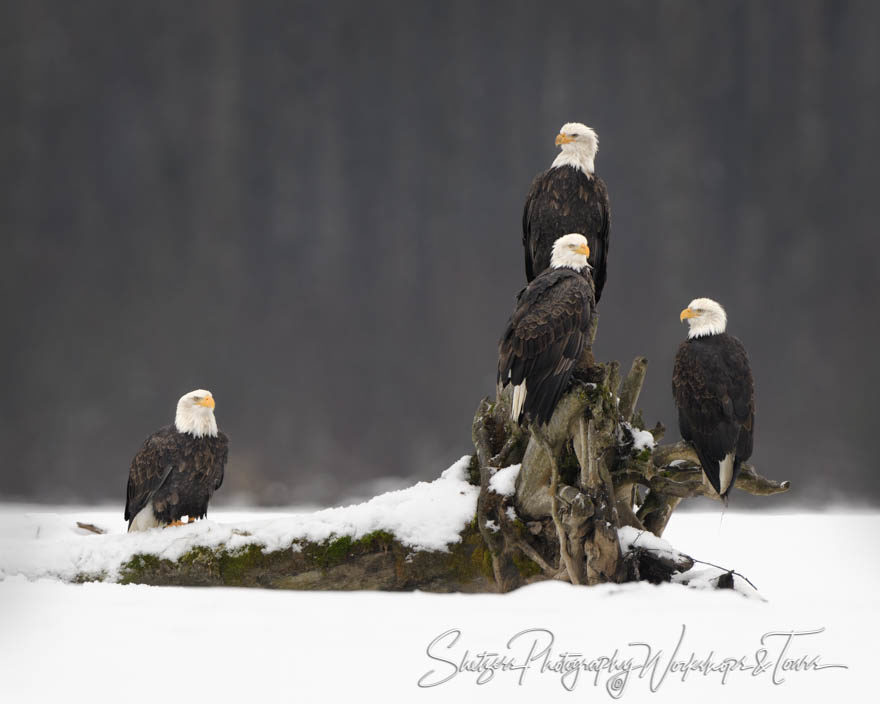 Bald Eagle Gathering