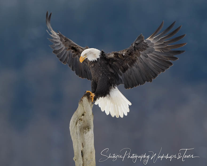 Bald Eagle Holding on